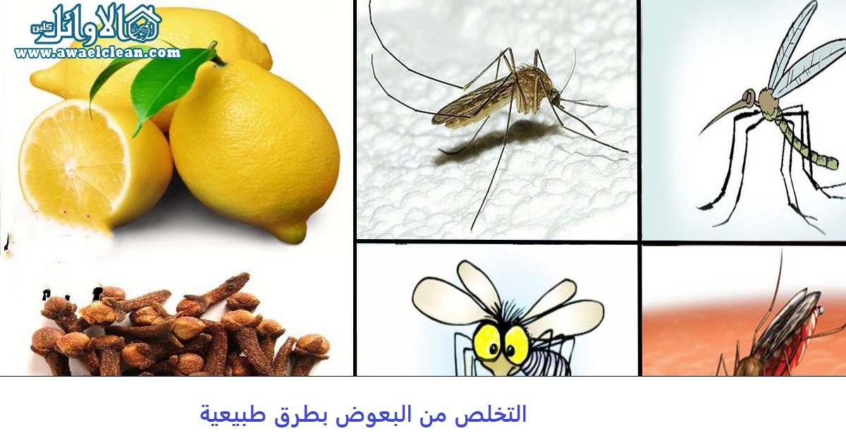 Kako se riješiti komaraca